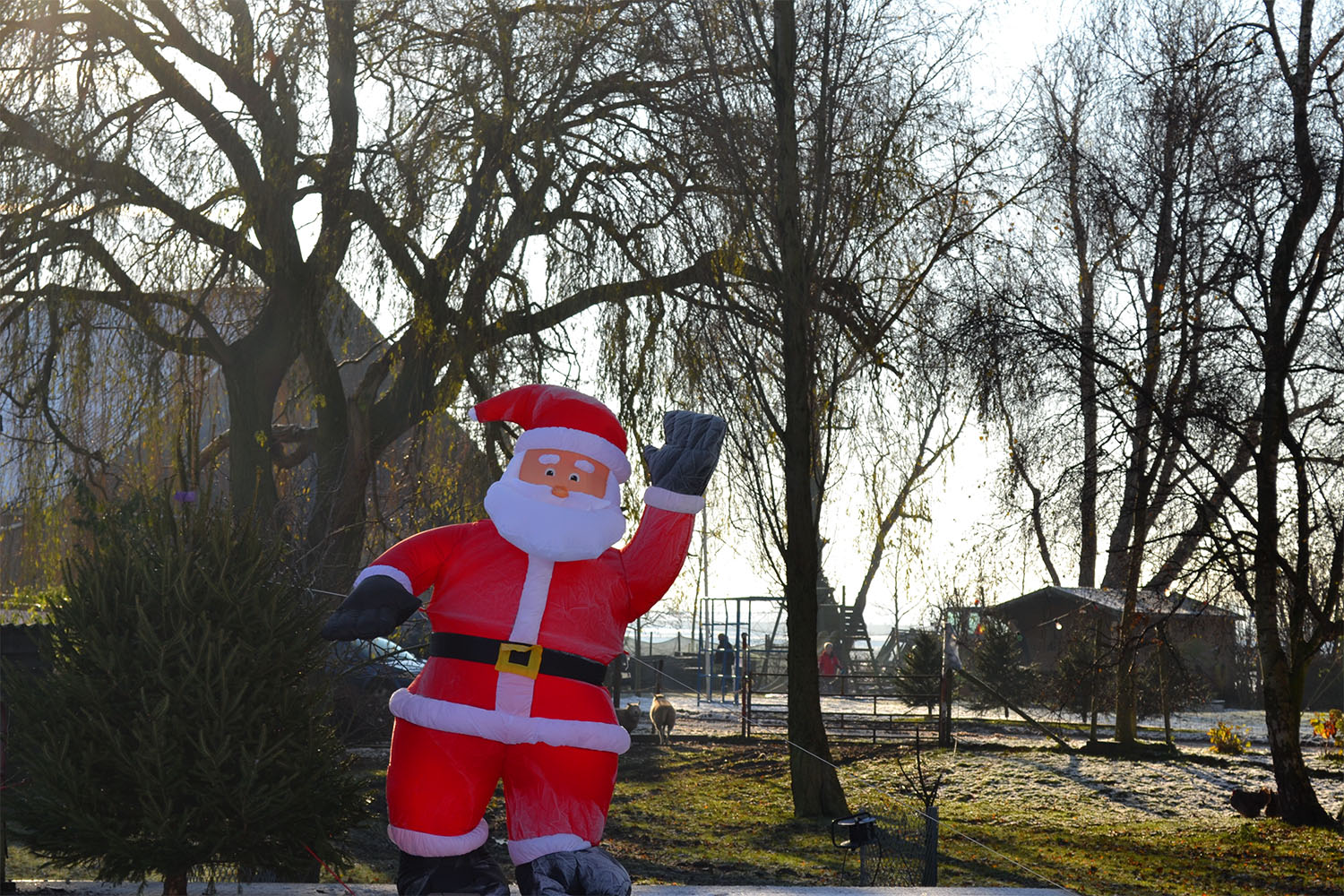 Nordmann Excellent kerstbomen Haarlem