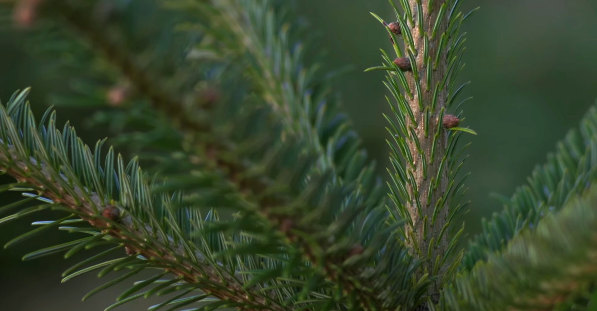 De mooiste Nordmann Excellent kerstbomen in Haarlem vanaf € 15,-