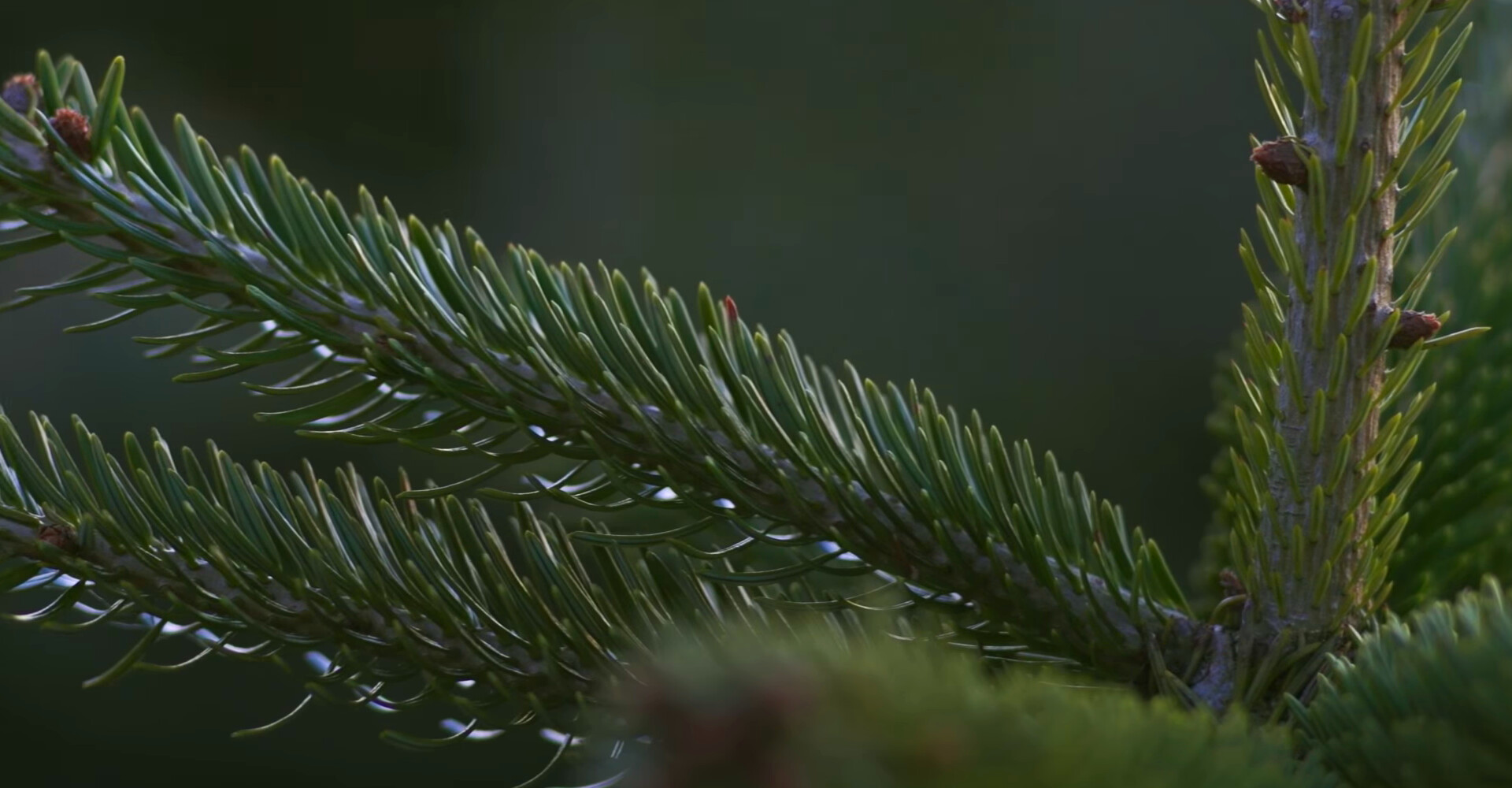 Schitterende Nordmann Excellent kerstbomen in Haarlem vanaf € 20,-
