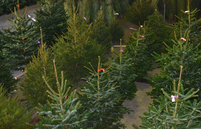 bedrijf Landelijk Snoep Kerstbomen Haarlem - De mooiste Nordmann Excellent spar kerstbomen online  bestellen in Haarlem